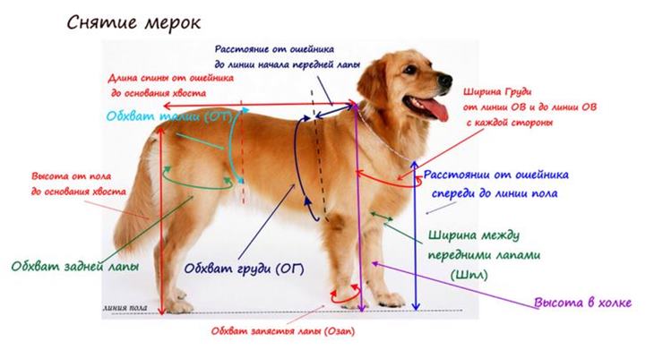 Пошаговое построение выкройки