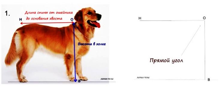 Пошаговое построение выкройки