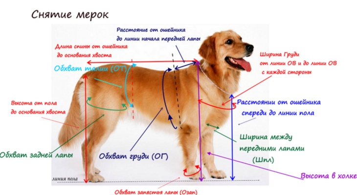 Мастер-классы по пошиву собачьего комбинезона